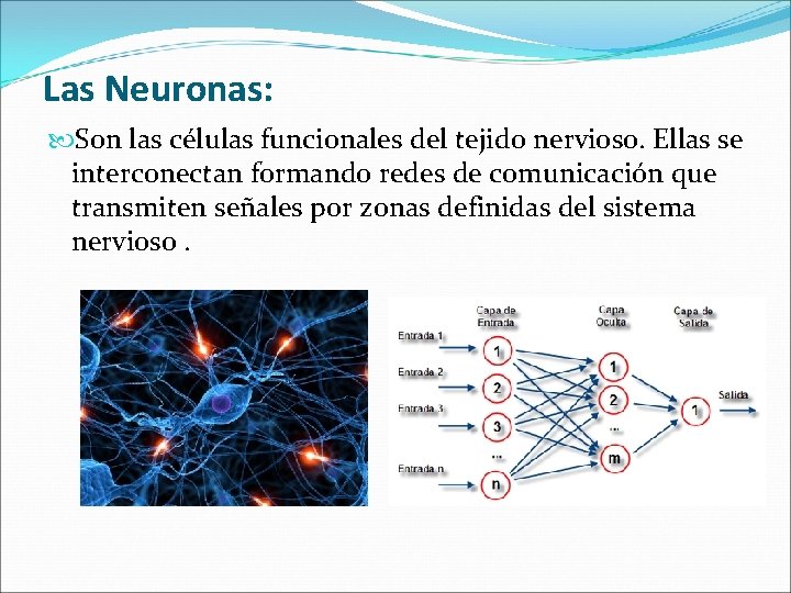 Las Neuronas: Son las células funcionales del tejido nervioso. Ellas se interconectan formando redes