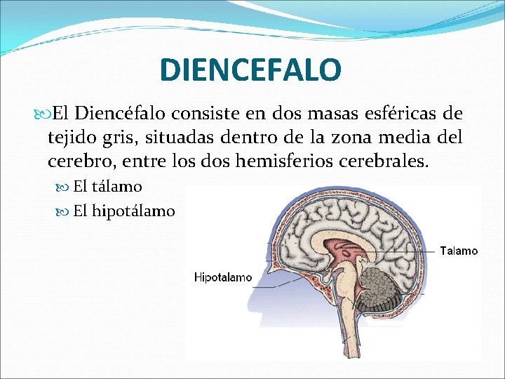 DIENCEFALO El Diencéfalo consiste en dos masas esféricas de tejido gris, situadas dentro de