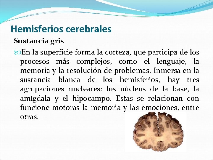 Hemisferios cerebrales Sustancia gris En la superficie forma la corteza, que participa de los