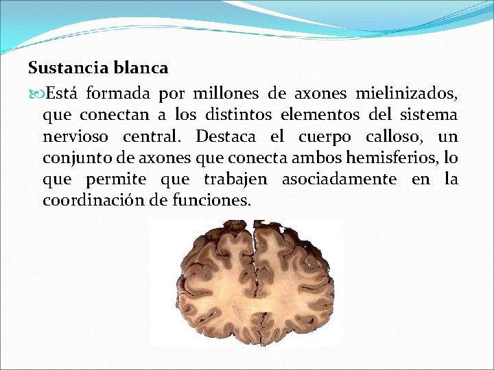 Sustancia blanca Está formada por millones de axones mielinizados, que conectan a los distintos