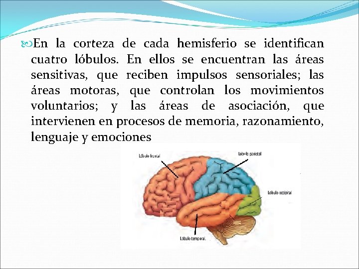  En la corteza de cada hemisferio se identifican cuatro lóbulos. En ellos se