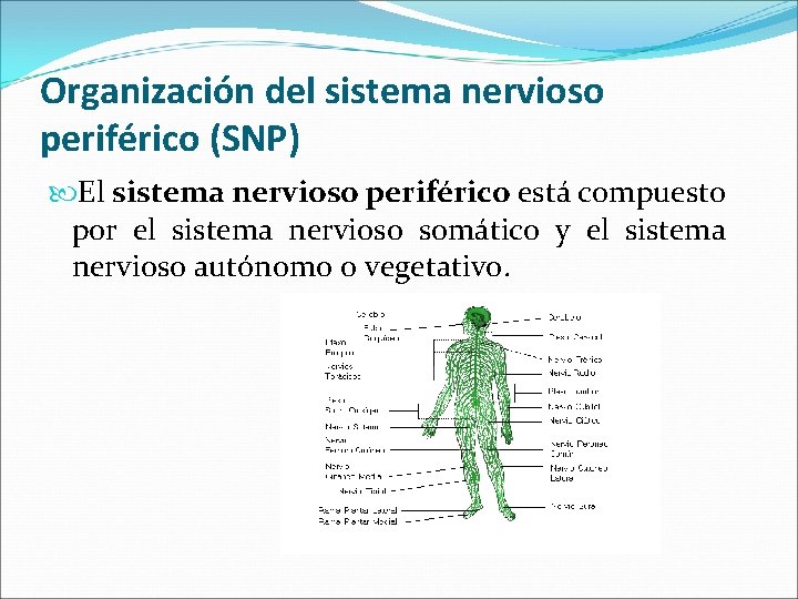 Organización del sistema nervioso periférico (SNP) El sistema nervioso periférico está compuesto por el