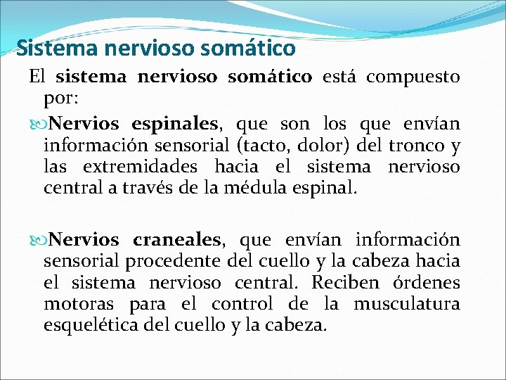 Sistema nervioso somático El sistema nervioso somático está compuesto por: Nervios espinales, que son Sistema nervioso somático El sistema nervioso somático está compuesto por: Nervios espinales, que son