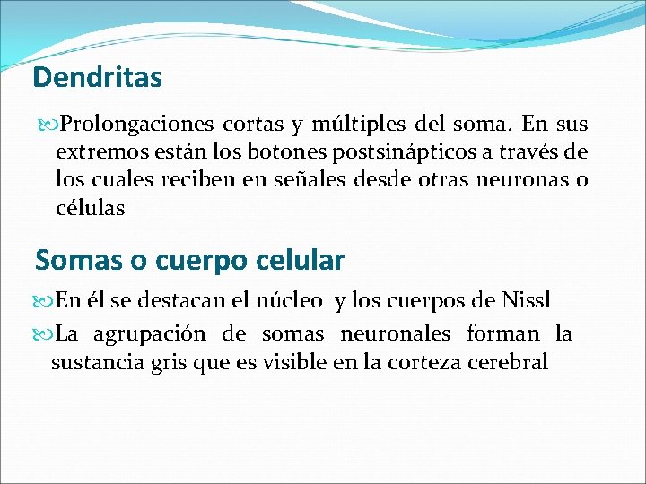 Dendritas Prolongaciones cortas y múltiples del soma. En sus extremos están los botones postsinápticos