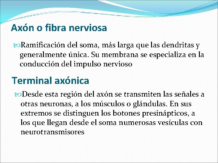 Axón o fibra nerviosa Ramificación del soma, más larga que las dendritas y generalmente