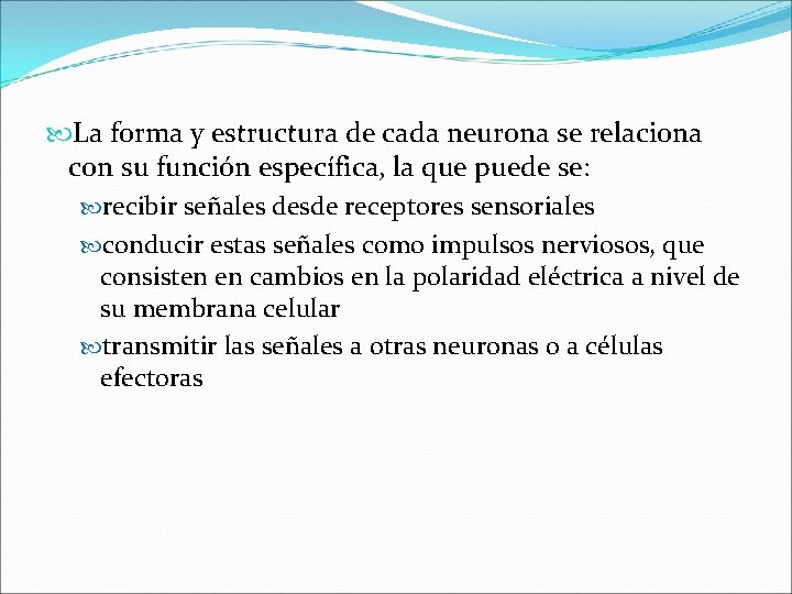  La forma y estructura de cada neurona se relaciona con su función específica,