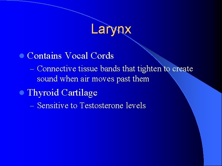 Larynx l Contains Vocal Cords – Connective tissue bands that tighten to create sound Larynx l Contains Vocal Cords – Connective tissue bands that tighten to create sound