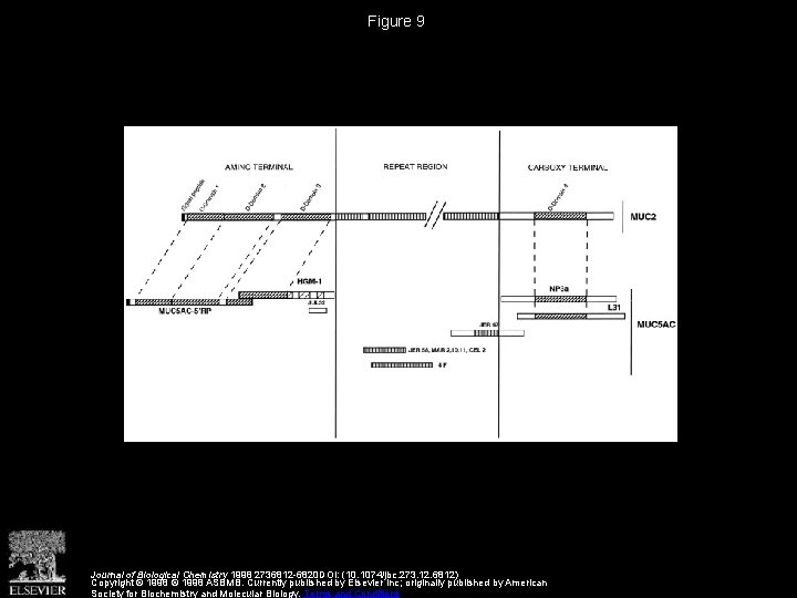 Figure 9 Journal of Biological Chemistry 1998 2736812 -6820 DOI: (10. 1074/jbc. 273. 12.