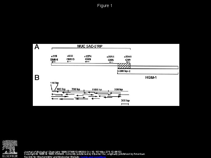 Figure 1 Journal of Biological Chemistry 1998 2736812 -6820 DOI: (10. 1074/jbc. 273. 12.