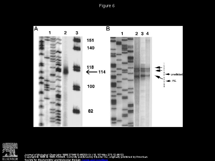 Figure 6 Journal of Biological Chemistry 1998 2736812 -6820 DOI: (10. 1074/jbc. 273. 12.