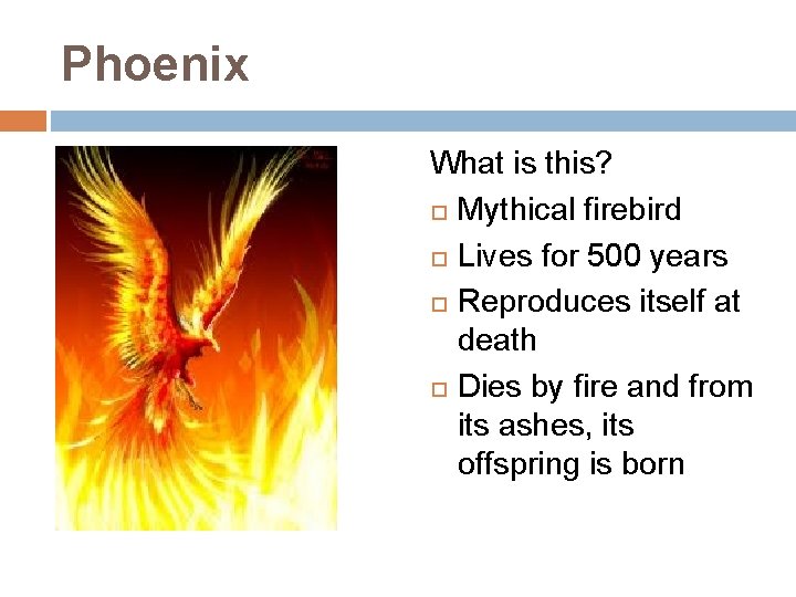 Phoenix What is this? Mythical firebird Lives for 500 years Reproduces itself at death