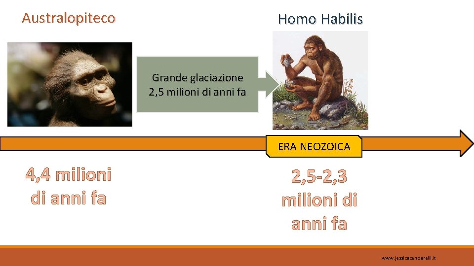 Australopiteco Homo Habilis Grande glaciazione 2, 5 milioni di anni fa ERA NEOZOICA 4,