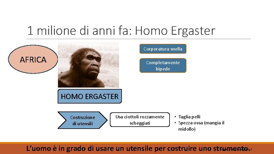 1 milione di anni fa: Homo Ergaster Corporatura snella AFRICA Completamente bipede HOMO ERGASTER