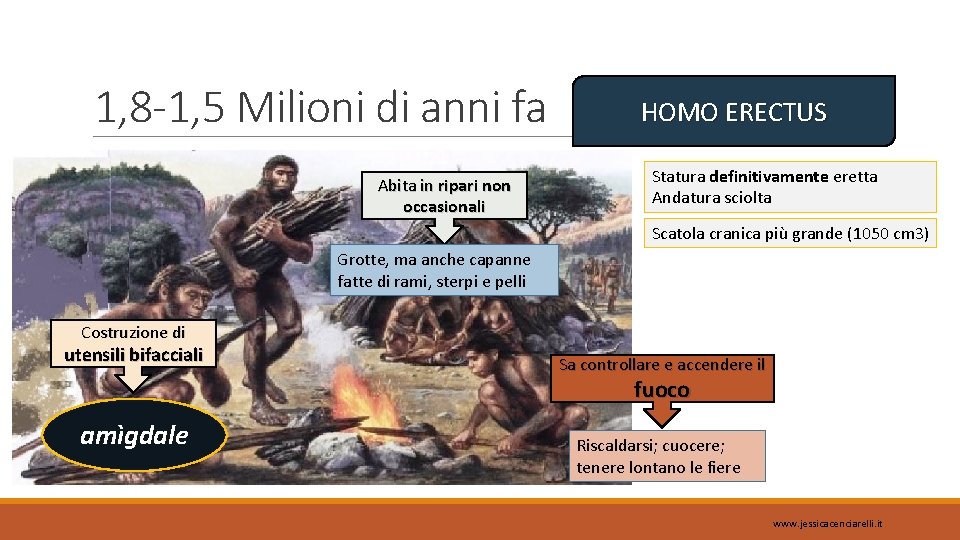 1, 8 -1, 5 Milioni di anni fa Abita in ripari non occasionali HOMO