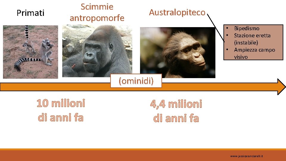 Primati Scimmie antropomorfe Australopiteco • Bipedismo • Stazione eretta (instabile) • Ampiezza campo visivo