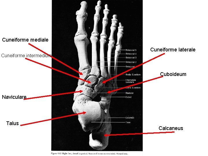 Cuneiforme mediale Cuneiforme laterale Cuneiforme intermedium Cuboideum Naviculare Talus Calcaneus 
