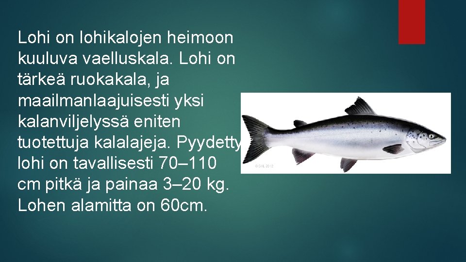 Lohi on lohikalojen heimoon kuuluva vaelluskala. Lohi on tärkeä ruokakala, ja maailmanlaajuisesti yksi kalanviljelyssä
