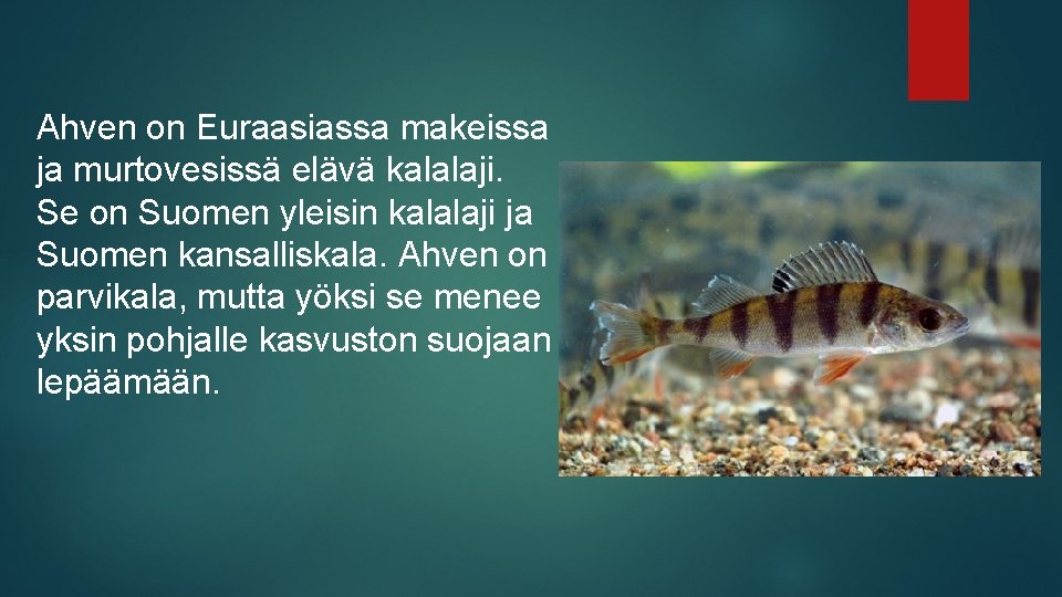 Ahven on Euraasiassa makeissa ja murtovesissä elävä kalalaji. Se on Suomen yleisin kalalaji ja