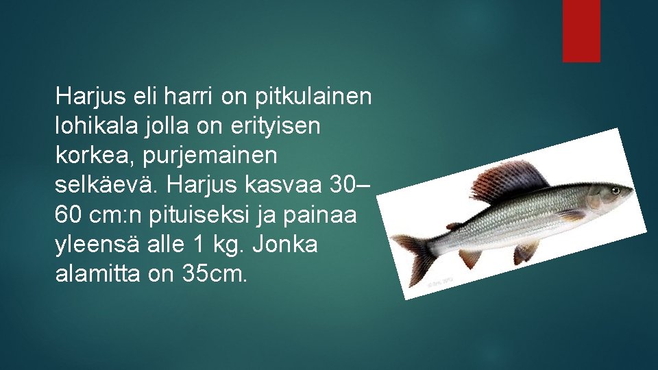 Harjus eli harri on pitkulainen lohikala jolla on erityisen korkea, purjemainen selkäevä. Harjus kasvaa