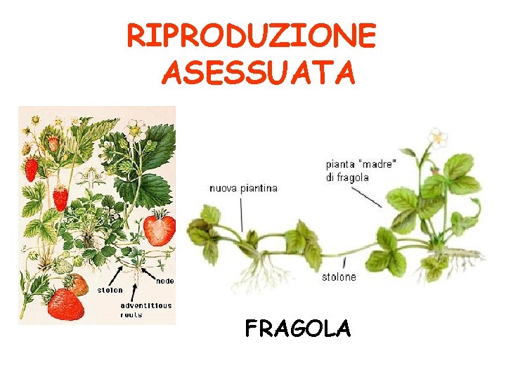 RIPRODUZIONE ASESSUATA FRAGOLA 