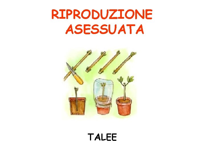 RIPRODUZIONE ASESSUATA TALEE 