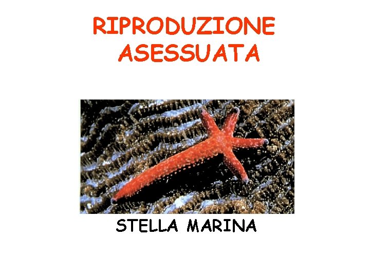 RIPRODUZIONE ASESSUATA STELLA MARINA 