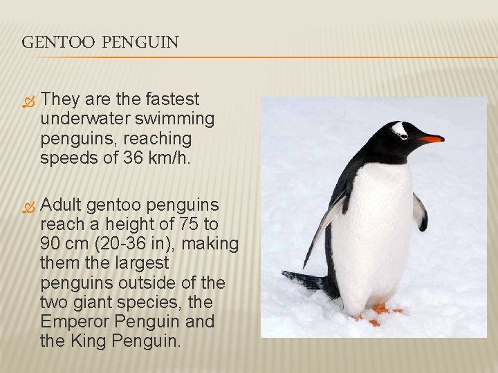 GENTOO PENGUIN They are the fastest underwater swimming penguins, reaching speeds of 36 km/h.