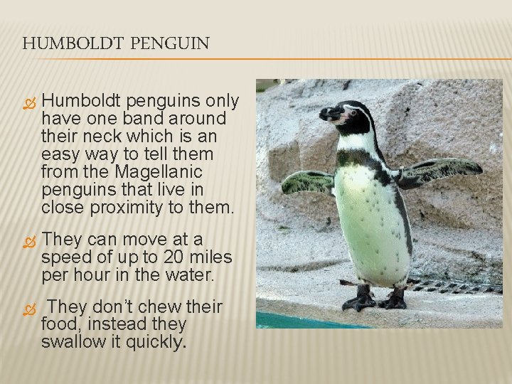 HUMBOLDT PENGUIN Humboldt penguins only have one band around their neck which is an