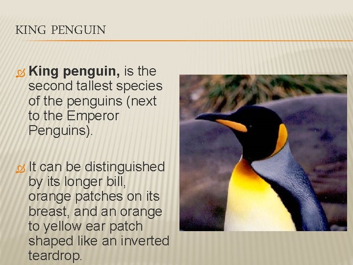 KING PENGUIN King penguin, is the second tallest species of the penguins (next to