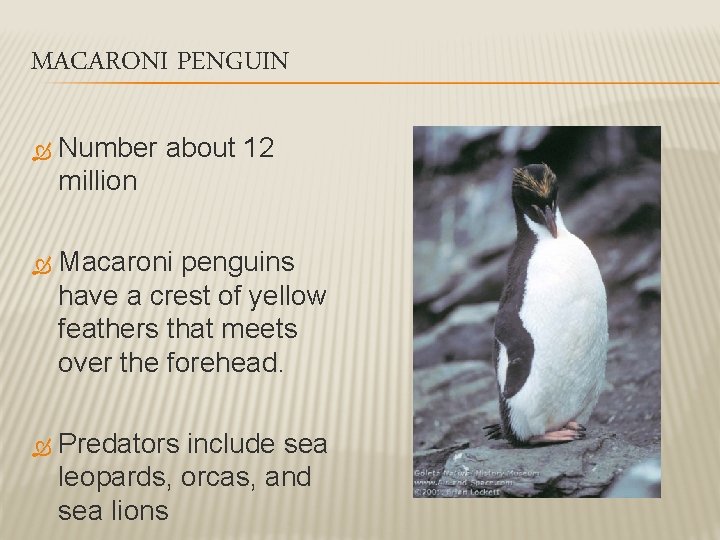 MACARONI PENGUIN Number about 12 million Macaroni penguins have a crest of yellow feathers