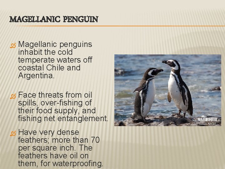 MAGELLANIC PENGUIN Magellanic penguins inhabit the cold temperate waters off coastal Chile and Argentina.