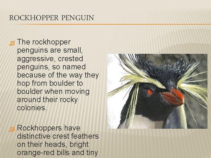 ROCKHOPPER PENGUIN The rockhopper penguins are small, aggressive, crested penguins, so named because of