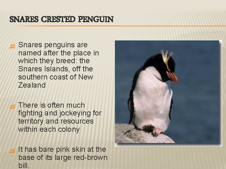 SNARES CRESTED PENGUIN Snares penguins are named after the place in which they breed: