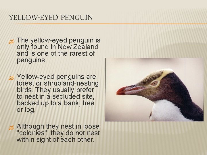 YELLOW-EYED PENGUIN The yellow-eyed penguin is only found in New Zealand is one of