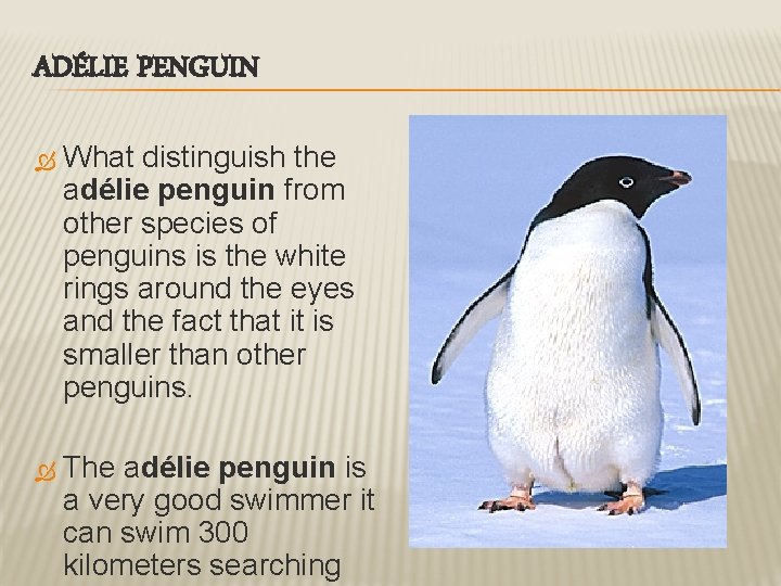 ADÉLIE PENGUIN What distinguish the adélie penguin from other species of penguins is the