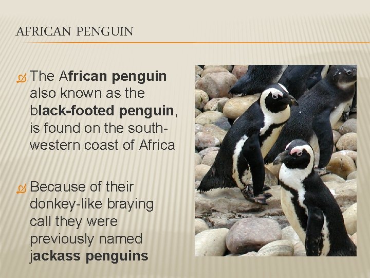 AFRICAN PENGUIN The African penguin also known as the black-footed penguin, is found on