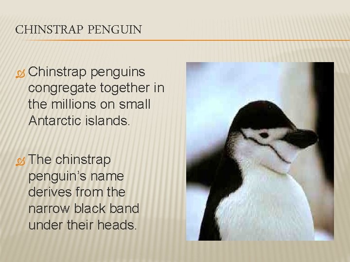 CHINSTRAP PENGUIN Chinstrap penguins congregate together in the millions on small Antarctic islands. The