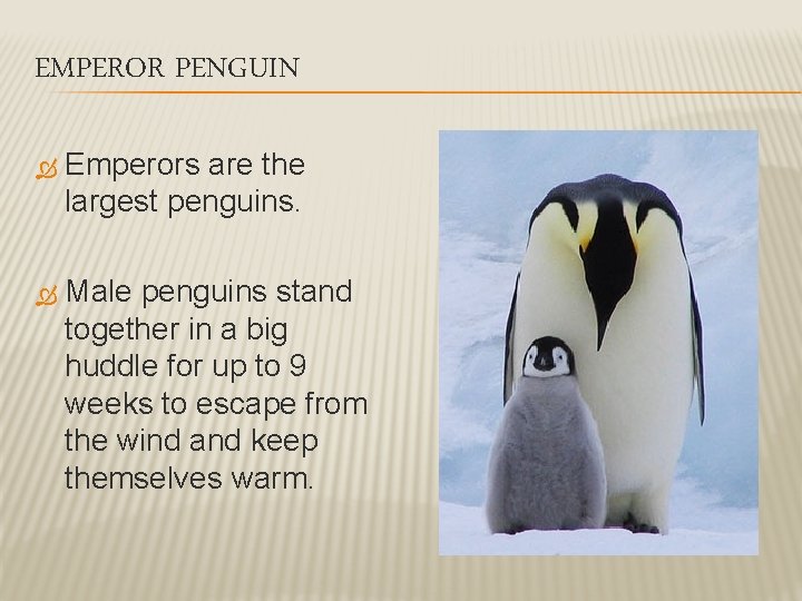 EMPEROR PENGUIN Emperors are the largest penguins. Male penguins stand together in a big