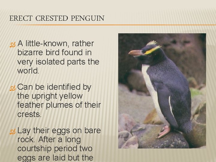 ERECT CRESTED PENGUIN A little-known, rather bizarre bird found in very isolated parts the