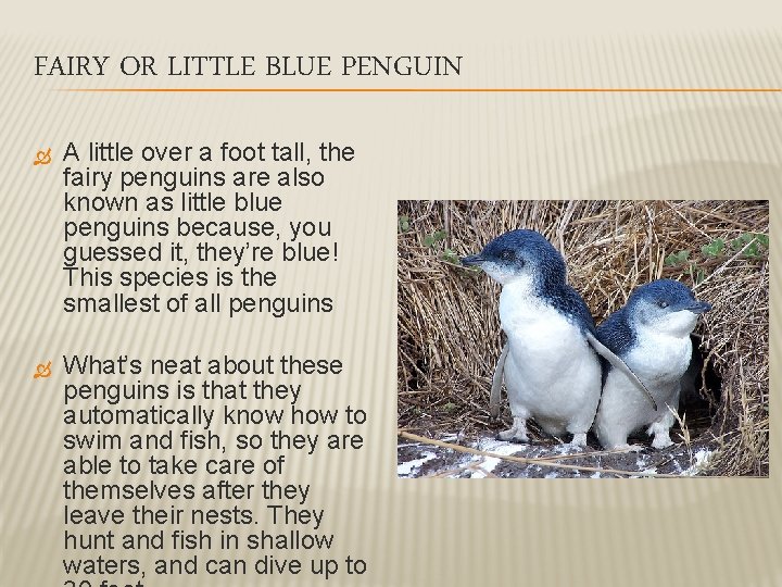 FAIRY OR LITTLE BLUE PENGUIN A little over a foot tall, the fairy penguins