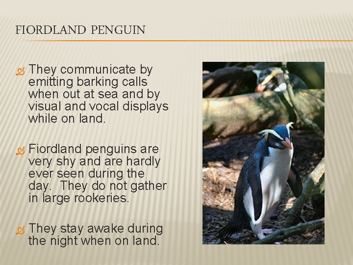 FIORDLAND PENGUIN They communicate by emitting barking calls when out at sea and by