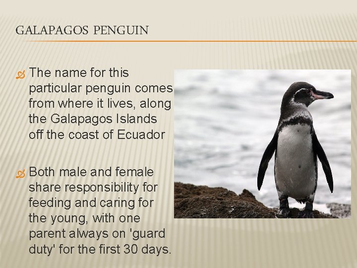 GALAPAGOS PENGUIN The name for this particular penguin comes from where it lives, along