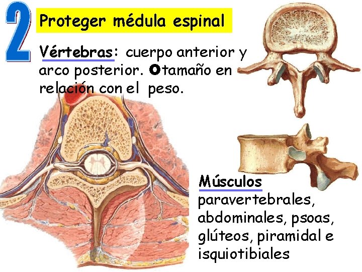 Proteger médula espinal Vértebras: cuerpo anterior y arco posterior. tamaño en relación con el