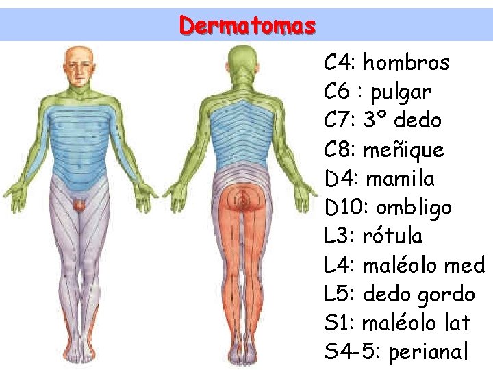 Dermatomas C 4: hombros C 6 : pulgar C 7: 3º dedo C 8: