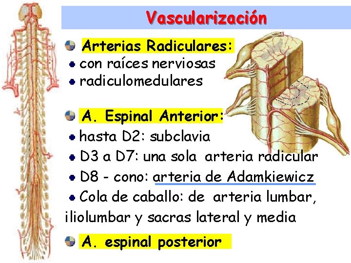 Vascularización Arterias Radiculares: con raíces nerviosas radiculomedulares A. Espinal Anterior: hasta D 2: subclavia