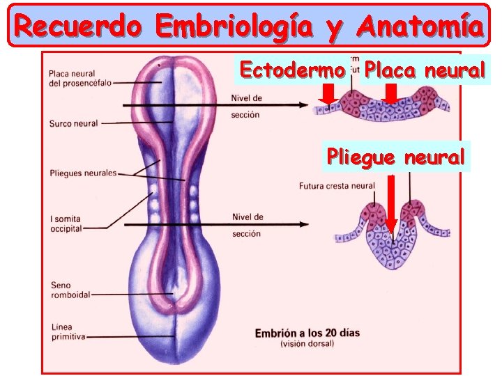 Recuerdo Embriología y Anatomía Ectodermo Placa neural Pliegue neural 