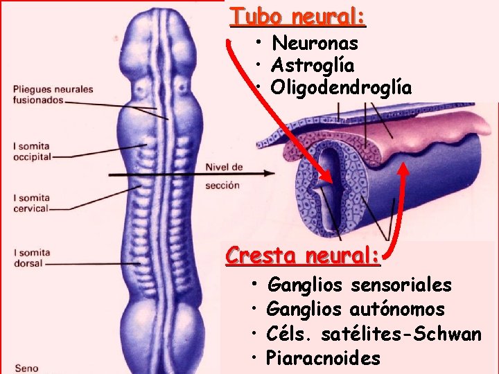 Tubo neural: • Neuronas • Astroglía • Oligodendroglía Cresta neural: • Ganglios sensoriales •