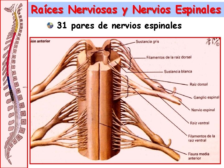 Raíces Nerviosas y Nervios Espinales 31 pares de nervios espinales 