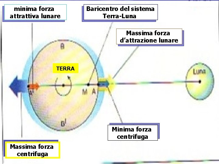 minima forza attrattiva lunare Baricentro del sistema Terra-Luna Massima forza d’attrazione lunare TERRA Minima