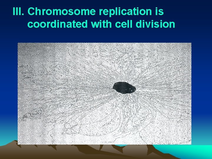 III. Chromosome replication is coordinated with cell division 